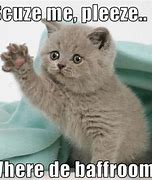 Image result for Kitten Memes