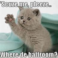 Image result for Kitten Memes