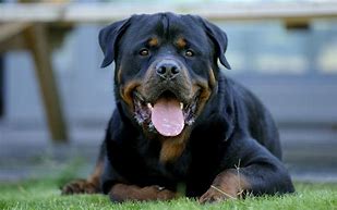 Image result for Wallpaper Rottweiler for Nokia Lumia 1320