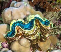 Image result for Maxima Clam
