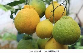 Image result for Special Hybrid Oranges