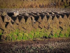 Image result for peats