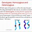 Image result for Homozygous Simple