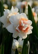 Image result for Narcissus Pink Paradise