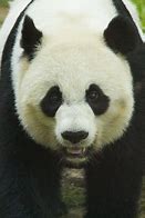 Image result for Panda Face Images