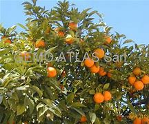 Image result for Valencia Orange of Morocco