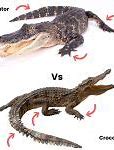 Image result for Alligator vs Crocodile Snout Outline