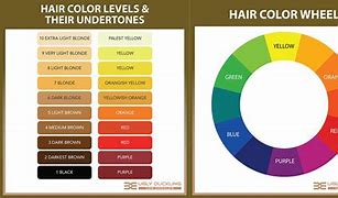 Image result for Hair Color Wheel