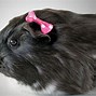 Image result for Black White Guinea Pig