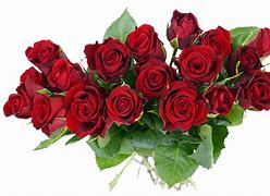 Image result for Rose Flower Without Background