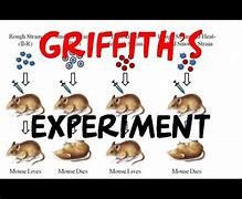 Image result for Griffith Experiment NCERT