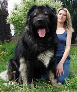 Image result for The Biggest Dog in the Word