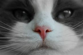 Image result for Pink Nose Cat