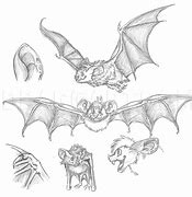 Image result for 2D Bat Drawing