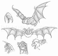 Image result for Anime Bat Drawing