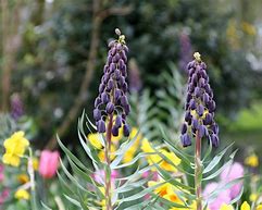 Image result for Fritillaria persica Twin Tower Tribute