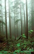 Image result for Redwood Forest Fog