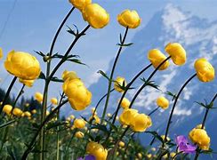 Image result for Mountains Yellow Flowers Nature Desktop Nexus