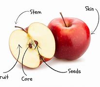 Image result for Apple Stem