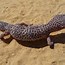 Image result for Armadillo Lizard