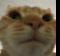 Image result for Ginger Cat Staring Meme