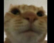 Image result for Cat Camera Meme