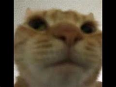 Image result for Cat Looking in Camera Meme