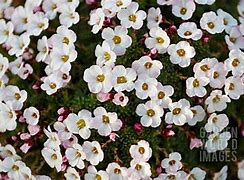 Image result for Saxifraga Mary Golds