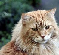 Image result for Household Cat