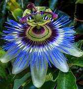 Image result for Tennessee Passion Flower