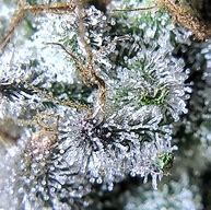 Image result for Weed Trichomes Magnifier