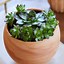 Image result for Common Succulent Houseplants