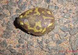 Image result for Indian Balloon Frog