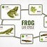 Image result for Frog Life Cycle Illustration