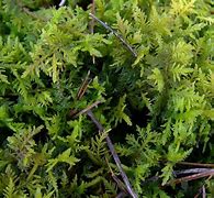 Image result for Common Fern Moss