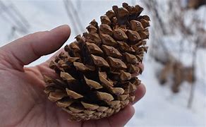 Image result for Pine Cone On Pope Staff