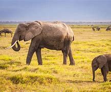 Image result for Biggest Elephant in the World