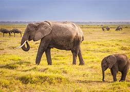 Image result for The Largest Land Mammal