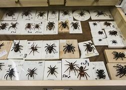 Image result for Arachnologist