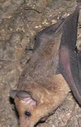 Image result for Banana Bat Species