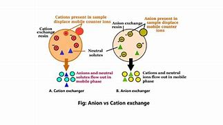 Image result for Cation and Anion Exchange