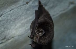 Image result for Cute Bat Pet