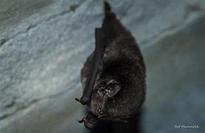 Image result for Cute Bat Pictures