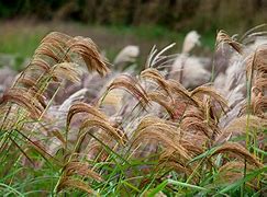 Miscanthus nepalensis に対する画像結果