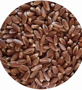 Image result for Grain Unit