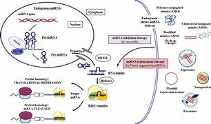 Image result for Mirna Cancer Therapy