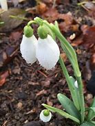 Image result for Galanthus Icicle