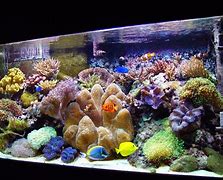 Image result for Coral Sand Aquarium