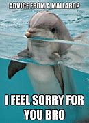 Image result for Dolphin Meme