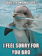 Image result for Dolphin Juice Meme